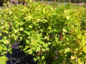 Пузыреплодник калинолистный "Лютеус"(Physocarpus opulifolius 'Luteus'); 60-80(см); С3